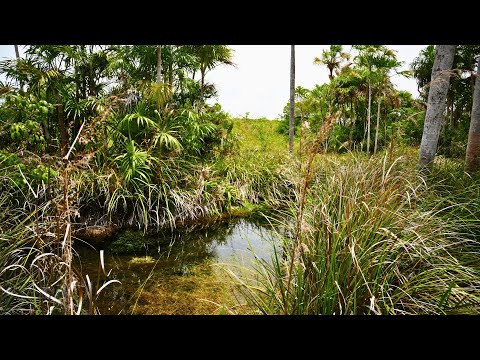 30 Minutes Brazil Biotope Underwater Footage