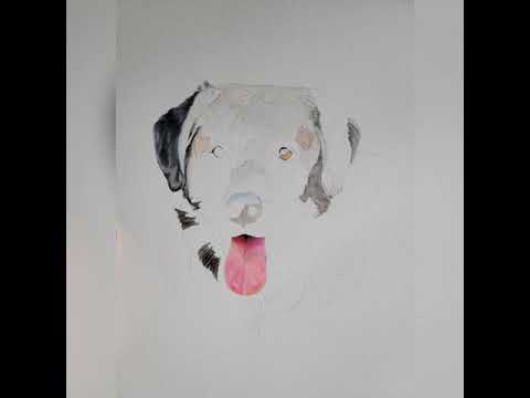 Colored pencil DOG portrait