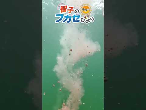 チヌ用NEWブレンド材「黒鯛乱舞」を阪本智子が実釣検証！