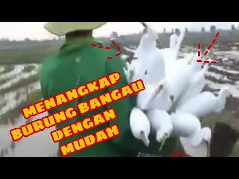 SKILL DAN TRIK PETANI MENANGKAP BURUNG BANGAU DISAWAH