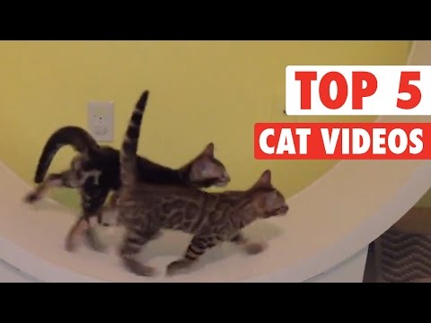 Top 5 Cat Videos || Jan 22 2016 - UCPIvT-zcQl2H0vabdXJGcpg