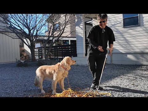 まさかの勘違い。もうすぐ１歳になるゴルはとにかく凄いんです！【Golden Retriever japan】