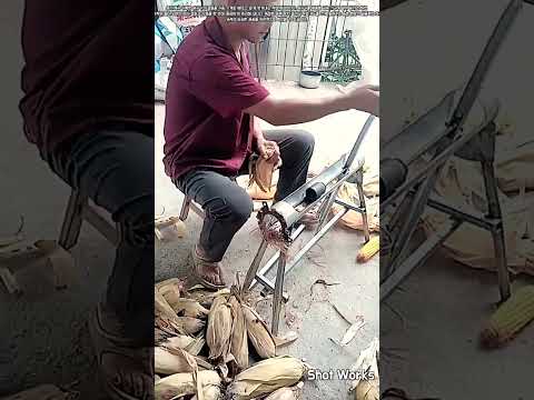 간단한 수동 원통 기계를 활용해 말린 옥수수 껍질을 빠르게 까는 방법 #worker #process #corn #farming #machine