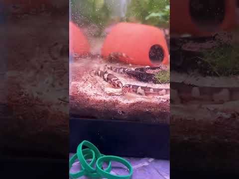 Panda Loaches #panda #loach #fish #aquarium #fishk 