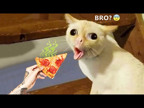 Funniest Animals - Best Of The 2022 Funny Animal Videos #3 - UC24KUWwW8-rJu3GZKLPYvcw