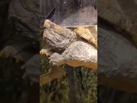 100 + year old alligator snapping turtle 