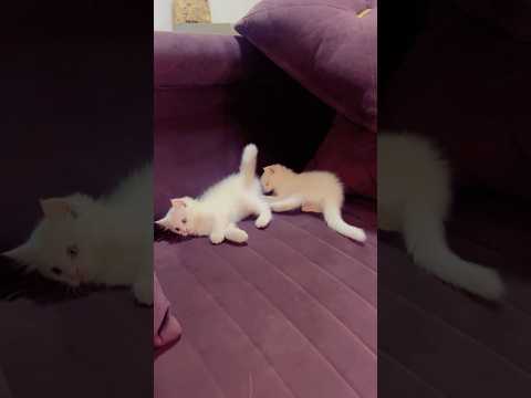 Cat trending videos 🥰#cutecat #funnycat #shortsfeed #youtubeshorts #trending #shortvideo #billi