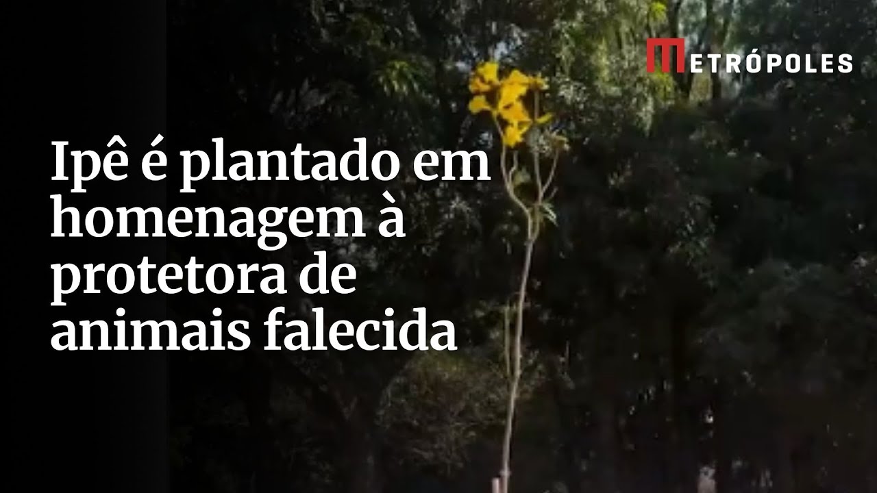 Ipê é plantado em homenagem à protetora de animais falecida