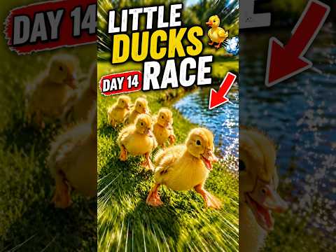 Day 14 Raising Baby Ducks 🦆💨 Little Ducks Race… Who Wins?!