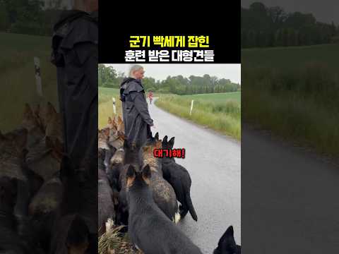 잘 훈련된 대형견들의 평소 <strong>모습</strong>