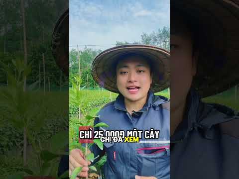 Giống cam giòn thuần chủng . HTX Thanh Hiền Luôn Có Sẵn