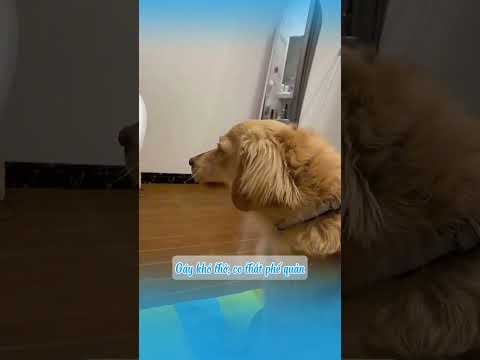 Vì sao chó không được ăn socola nguy hiểm hơn bạn nghỉ #shots  #mèo #cat #dongvat