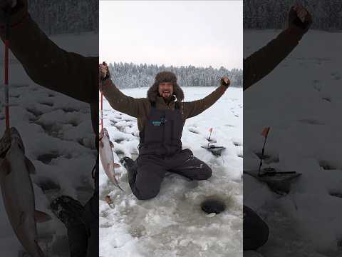 Kylmäluomassa kirjolohikalassa, käy kattomassa pitkä video! 🤗🎣