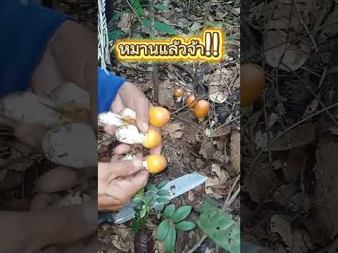 เข้าป่าเก็บเห็ดระโงกกันจ้า #เก็บเห็ด #เห็ด #เห็ดระโงก #เข้าป่าเก็บเห็ด #mushroom #หาเห็ด