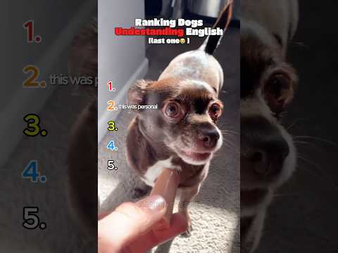 トレンド創作の動画サムネイル - Ranking Dogs Understanding English
