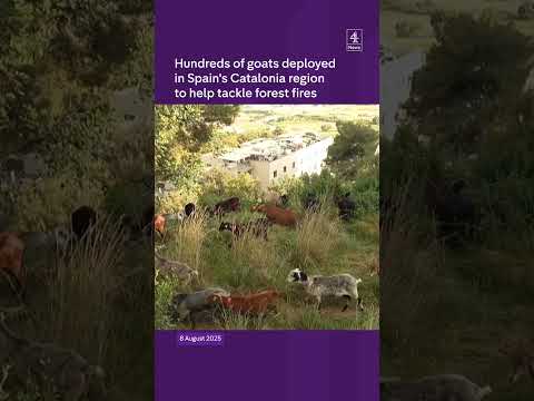 Goats used to tackle fires in Spain