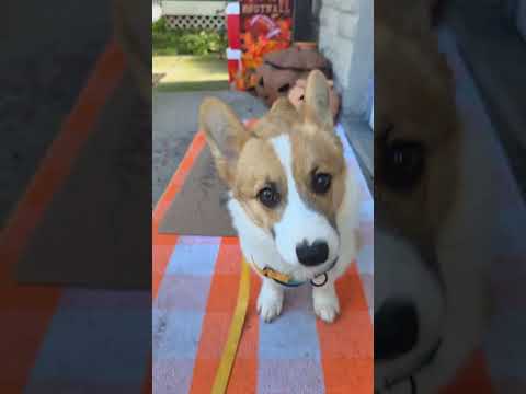 our puppies' Golden Hour #jvke #corgi #puppy #pets #shorts #cute
