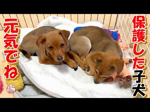 【保護犬 子犬】保護した子犬バイバイまたね
