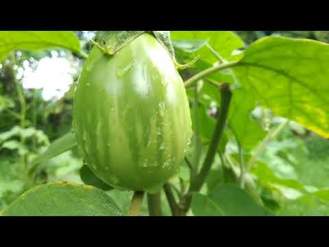 A wonderful view of a vegetable garden in the village part -1 | Awesome view of village nature
