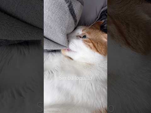 Simba loquillo lo pillé!!!!! #cat