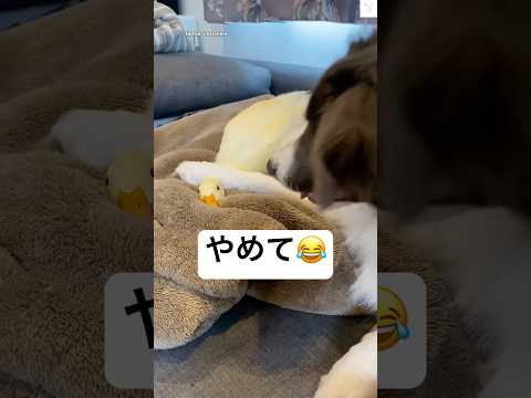 犬とアヒルのかわいい暮らし：癒やしの瞬間をご紹介 サムネイル