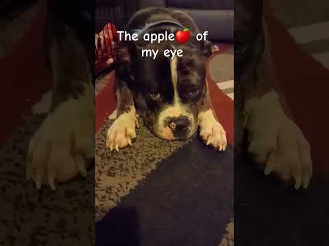 Spots Gonna Cry🥲||#cuteanimal#cutedog