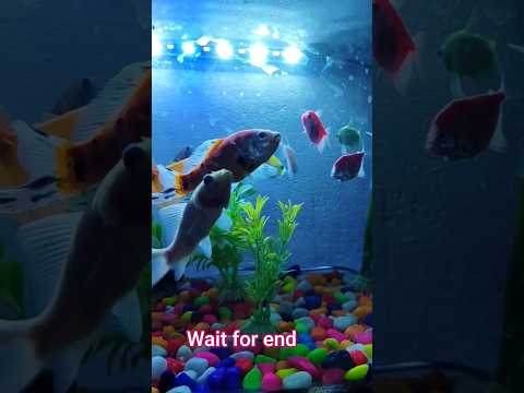 🐠 clearing fish Tank|colourful fish # shorts# youtubeshorts# ytshorts cute#fishing#fish#colorful