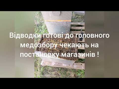 В серце ❤️❤️❤️❤️ вжалила бджола 🐝🐝🐝🐝 , змінилася свідомість моя .