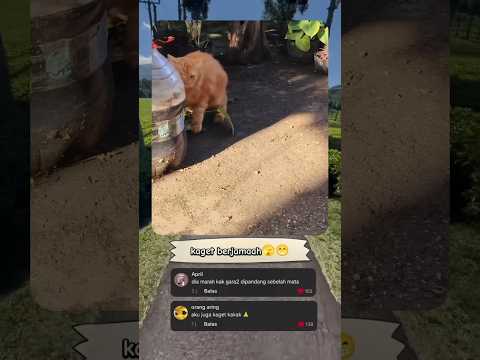 yang kaget bukan hanya oyen tapi kaget berjamaah 😂