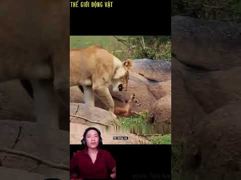 sư tử cái bắt được một con linh dương con.