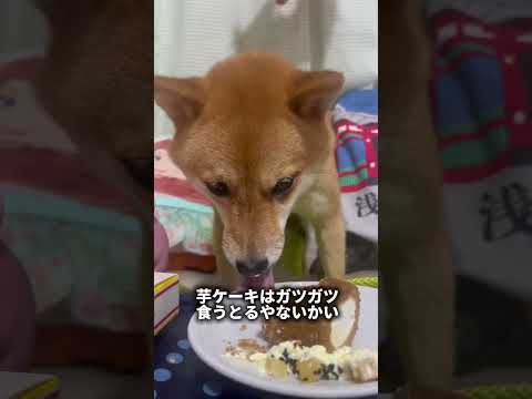 柴犬界隈の5選集めてみた #豆柴