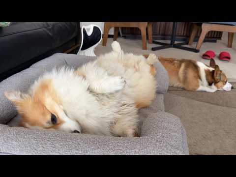 大好きなかーちゃんが飼い犬に無断で『仕事に出かけた』結果…