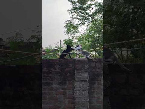 Cat throwing paws 🐾 #catvideos #memes #kittenfunnyvideo #funnycats #catlover #catpaw