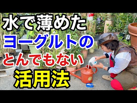 【目からウロコ】水で薄めたヨーグルトのとんでもない効果教えます 【カーメン君】【園芸】【ガーデニング】【初心者】