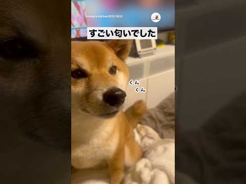 猫の動画サムネイル - カンくんのプーの匂い｜PECO