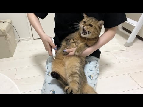 猫の動画サムネイル - ママに爪切りをされて出来ない威嚇を頑張るも意味を成さない猫がこちら