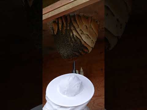 Queen Bee Pupa Discovered After Blowing Bees Off Nest