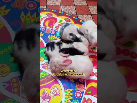 #mannurabbit #cute vedio #viral video