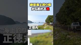 海上釣り堀から綺麗な魚を釣り上げる！【VEE/亞生うぱる】#釣り