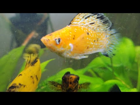 Aquarium TV - 1 hour Molly Fish Tank Live on video Guppy Barn Aquatics 60 Minute Molly Aquarium #aquarium #aquariumhobby #guppy #aquariumfish #fishtok 