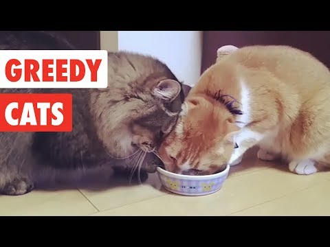 Greedy Cats | Funny Cat Video Compilation 2017 - UCPIvT-zcQl2H0vabdXJGcpg