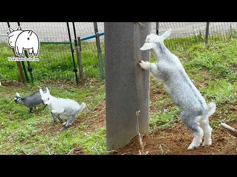 遊んでるヤギたち 2025年4月29日 手作りヤギ牧場 #goat #goats