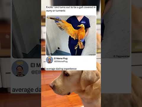 #memes #story #dog #shorts #pets