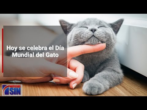 Conoce los cuidados de un gato