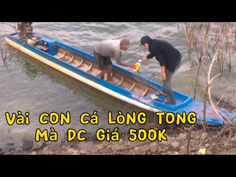 Thanh niên chi tiền lớn lấy vài con cá lòng tong, tưởng khờ nhưng...