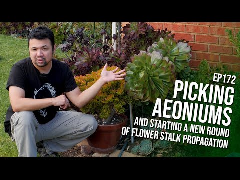 #172 Choosing my aeoniums and starting another round of echeveria flower stalk propagation