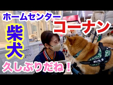 【柴犬】コーナン、お姉さん会いたかったよ！