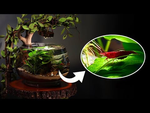 Setting Up A Low Tech Shrimp Bowl In this video I'm setting back up an old aquarium that I used to have. I go through everything I use