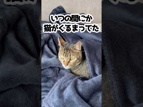 自分で毛布にくるまる猫。 #shorts #保護猫 #cat #猫のいる暮らし #cute
