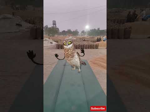 🤣funny owl dancing #owl #dance#catdance #cat #funny #memes #love #comedy #viral #shorts